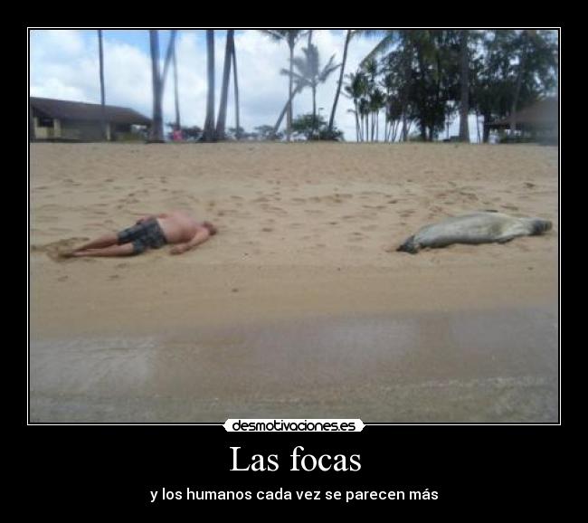 Las focas -