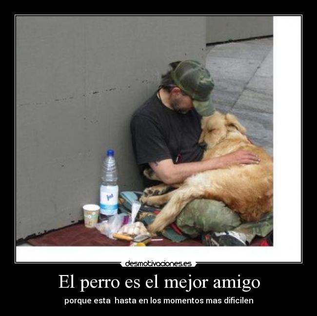 El perro es el mejor amigo - 