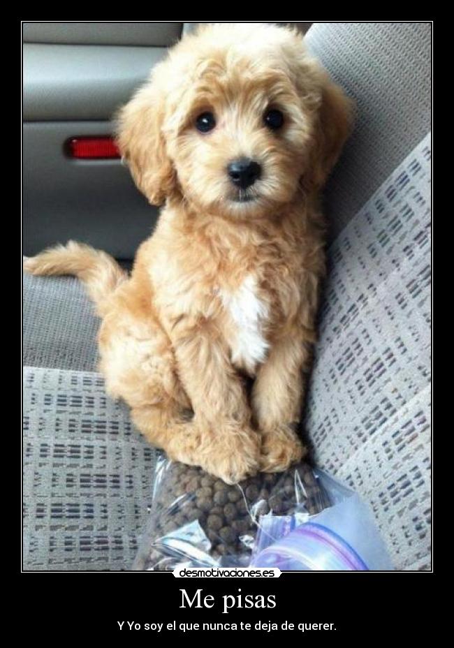 Me pisas - Y Yo soy el que nunca te deja de querer.