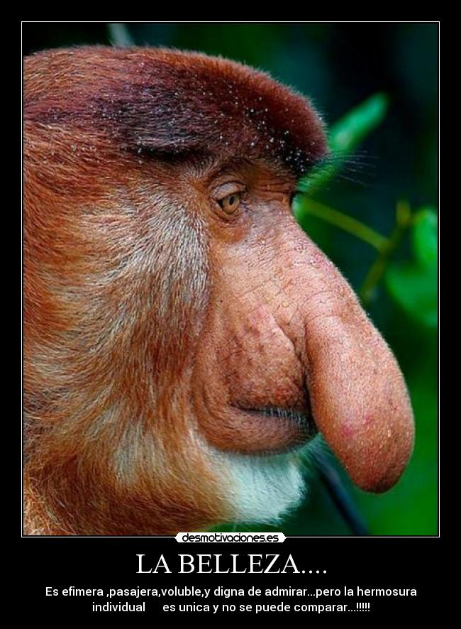 LA BELLEZA.... - Es efimera ,pasajera,voluble,y digna de admirar...pero la hermosura
individual es unica y no se puede comparar...!!!!!