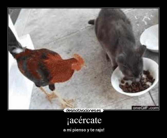 ¡acércate - a mi pienso y te rajo!