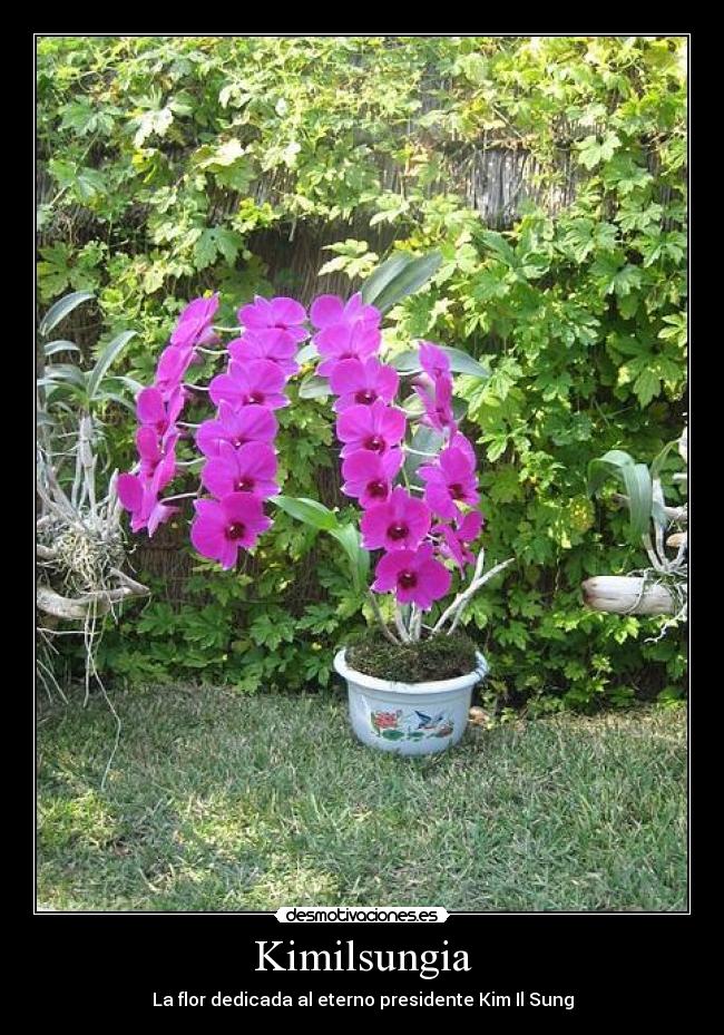 Kimilsungia - La flor dedicada al eterno presidente Kim Il Sung