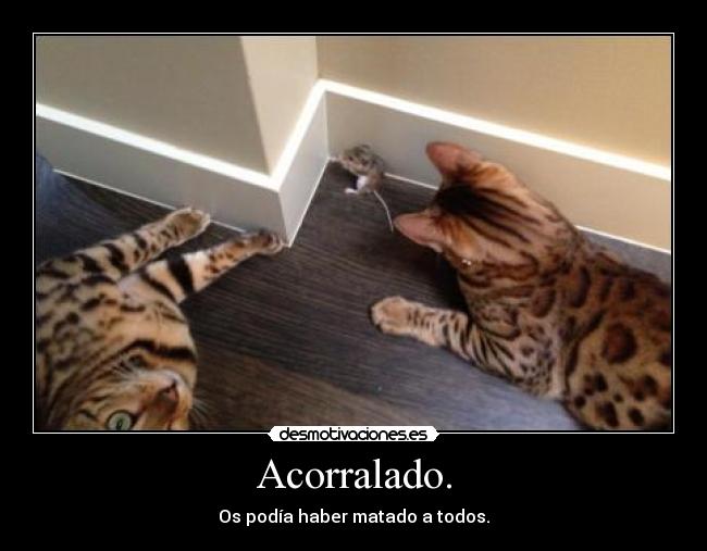 Acorralado. - Os podía haber matado a todos.