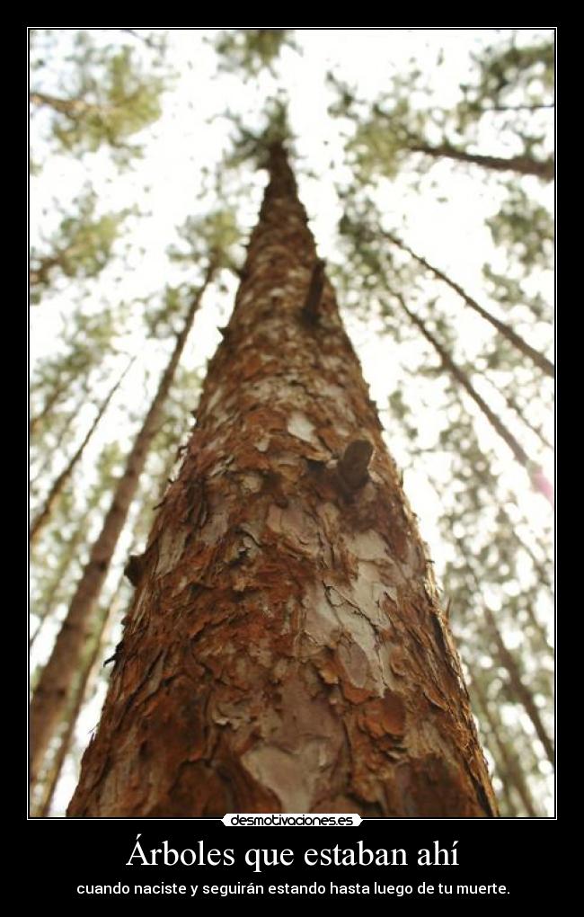 Árboles que estaban ahí - cuando naciste y seguirán estando hasta luego de tu muerte.