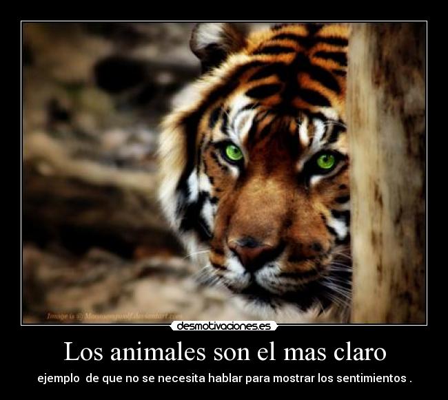 Los animales son el mas claro - 