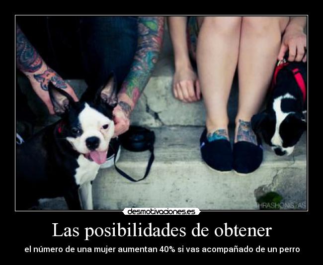 Las posibilidades de obtener - el número de una mujer aumentan 40% si vas acompañado de un perro