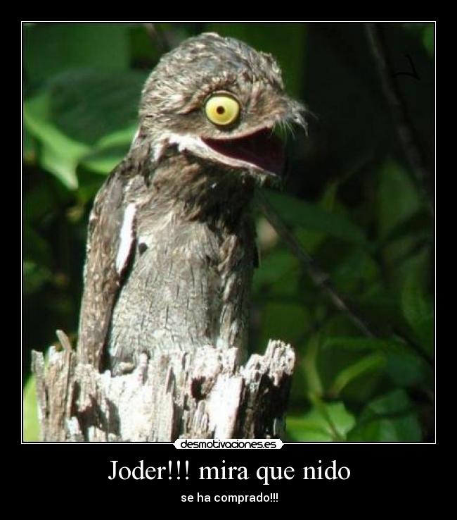 Joder!!! mira que nido - se ha comprado!!!