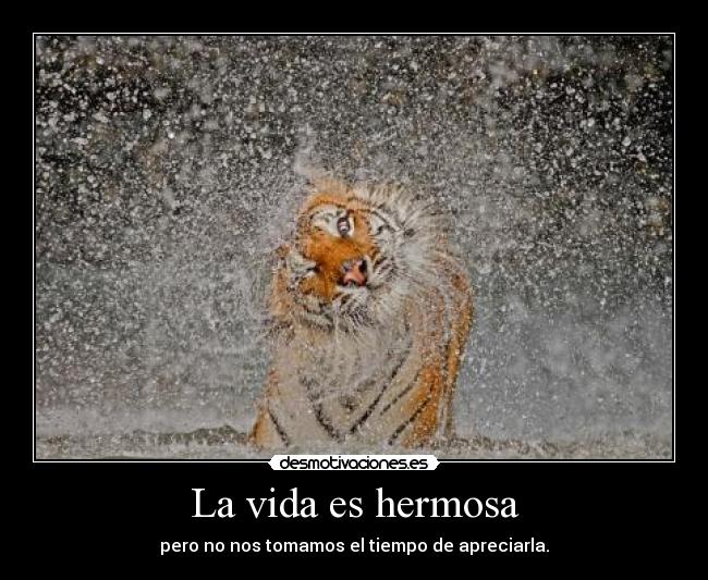 La vida es hermosa -