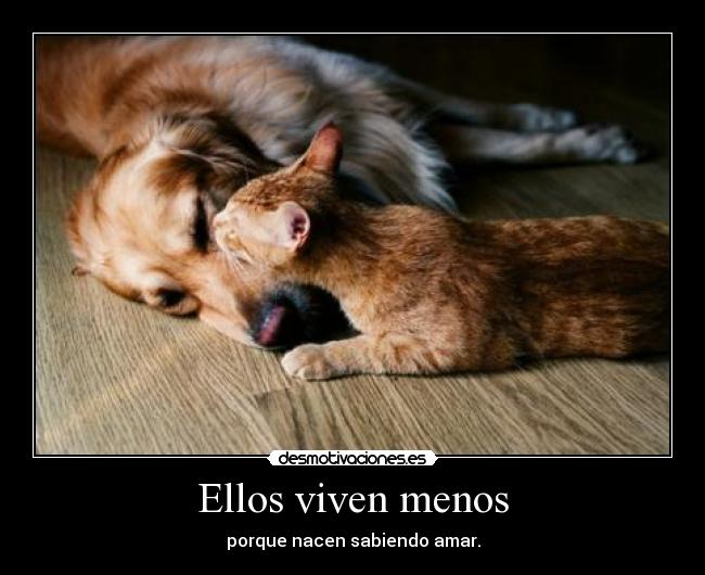 Ellos viven menos - 