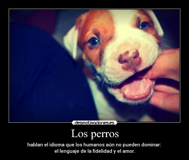 Los perros - 