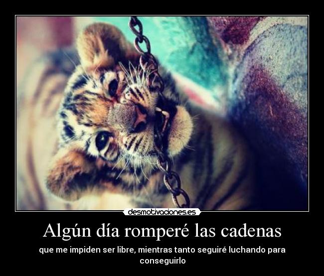 carteles this lion algun dia rompere las cadenas maltrato animal que tigre mas mono desmotivaciones