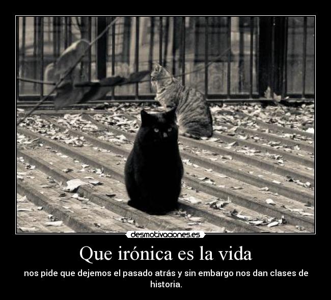 carteles vida thegirltwinkle dosguiond gatosygatosymasgatos guerraacetadamargarett nananaaburridomuyaburrido desmotivaciones