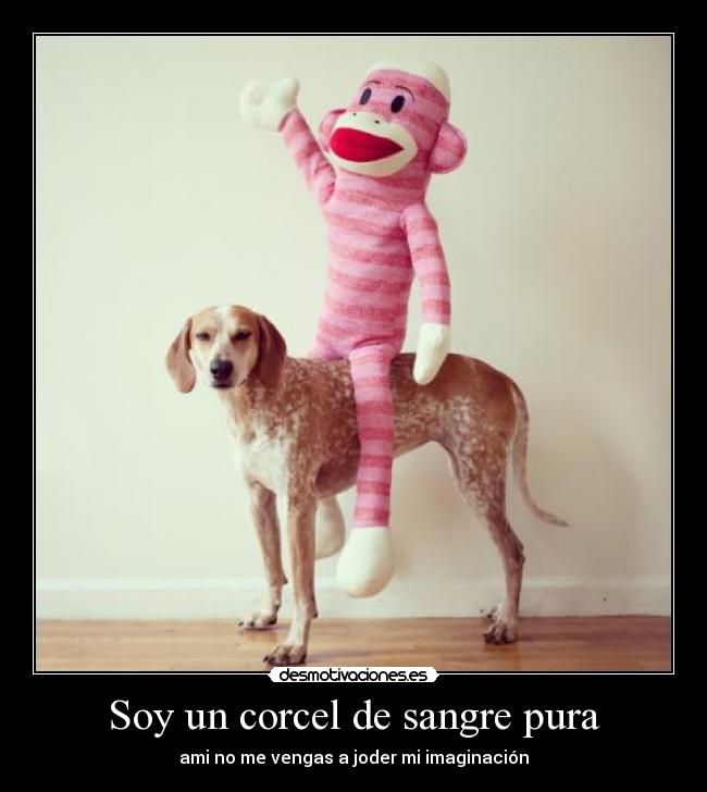 Soy un corcel de sangre pura -