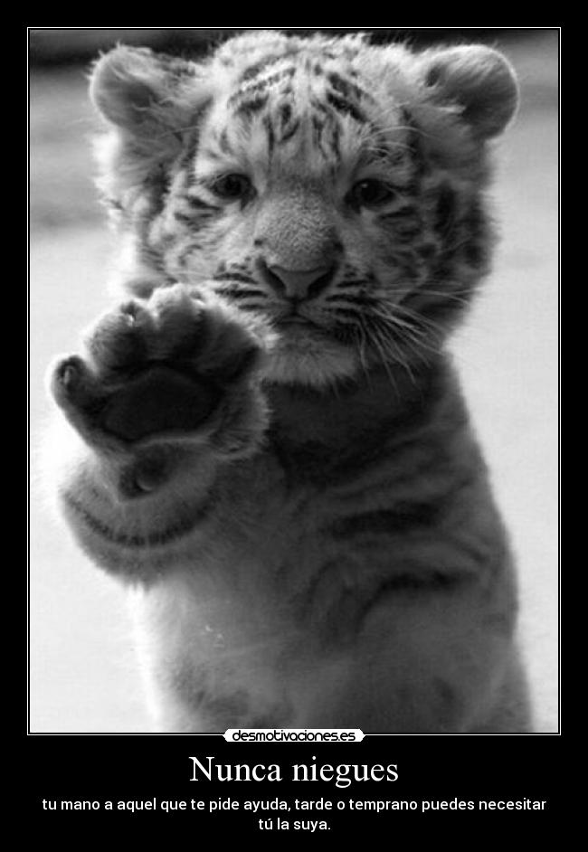 Nunca niegues -