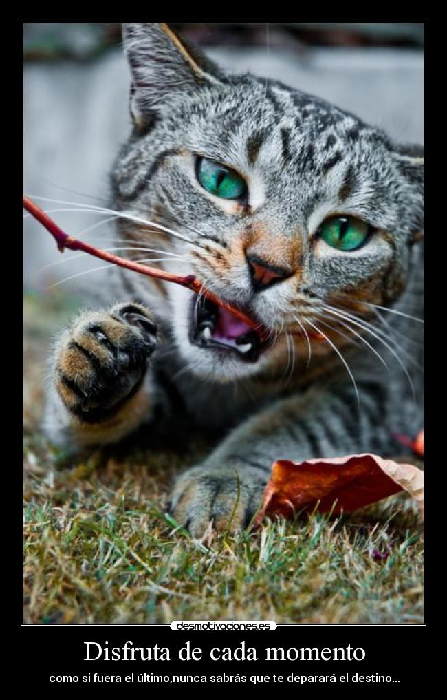 Disfruta de cada momento - 