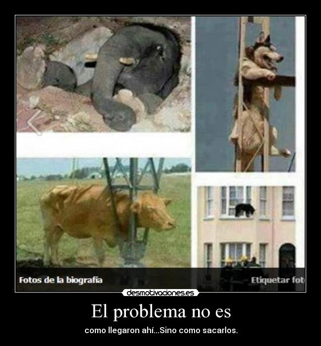 El problema no es - como llegaron ahí...Sino como sacarlos.