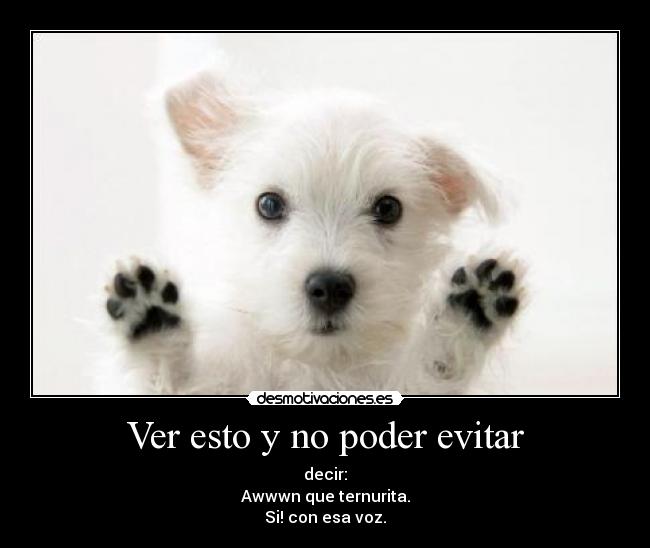 Ver esto y no poder evitar - decir:
Awwwn que ternurita.
Si! con esa voz.