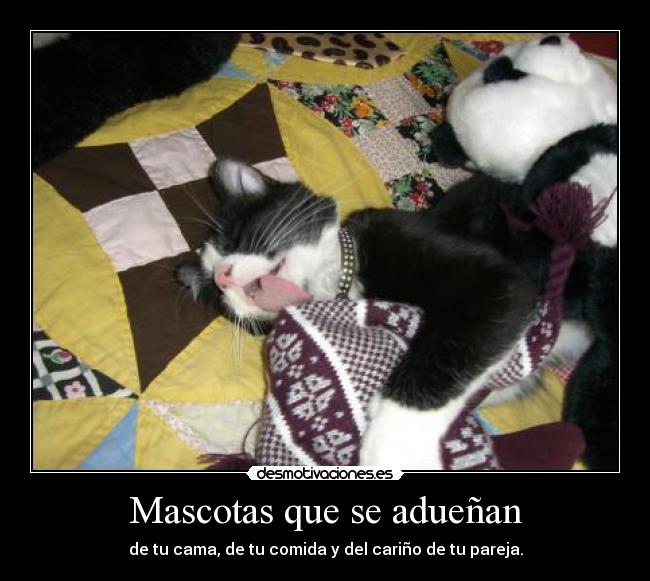 Mascotas que se adueñan - 