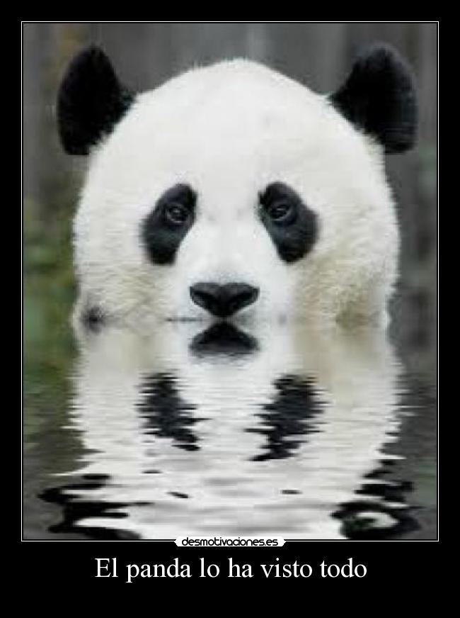 El panda lo ha visto todo -