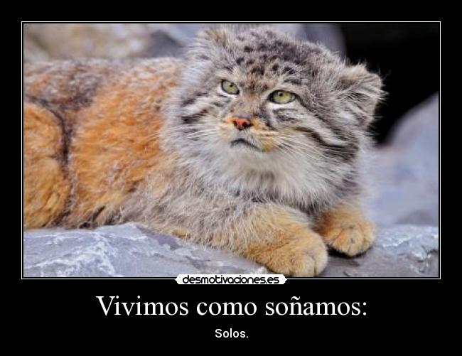 Vivimos como soñamos: - Solos.