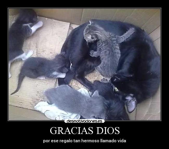 carteles dios amor desmotivaciones