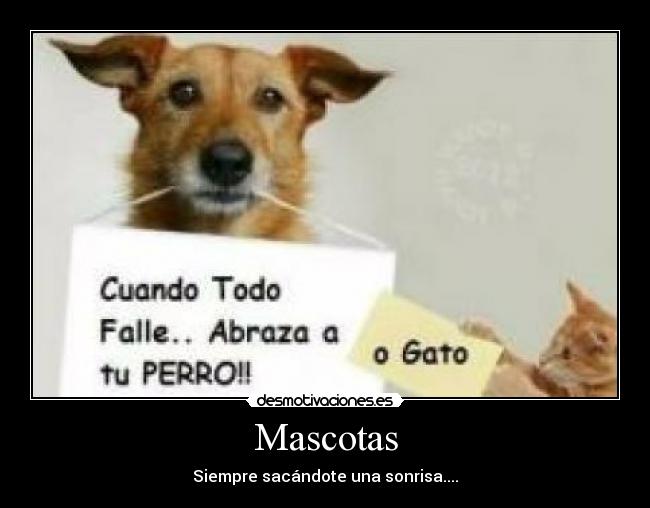 Mascotas - 
