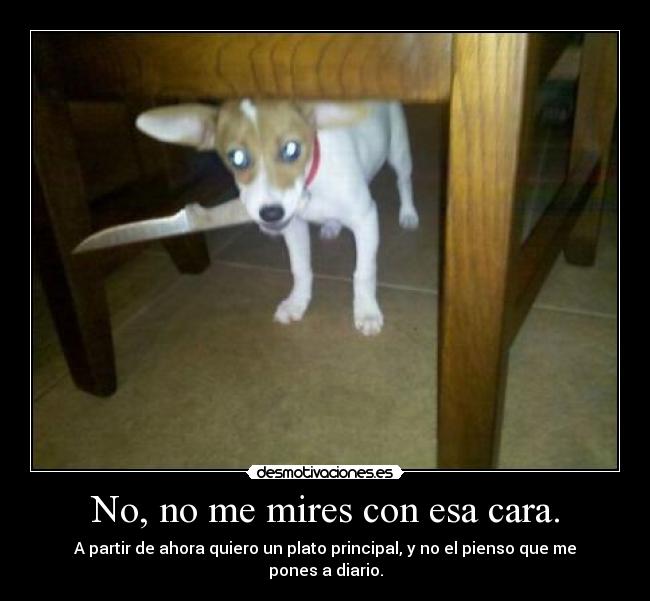 carteles perro que esta hasta los cojones comer pienso dedica besar fregona mientras canta desmotivaciones