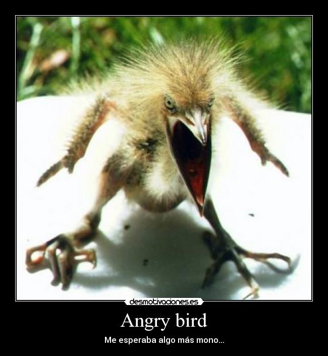 Angry bird - 