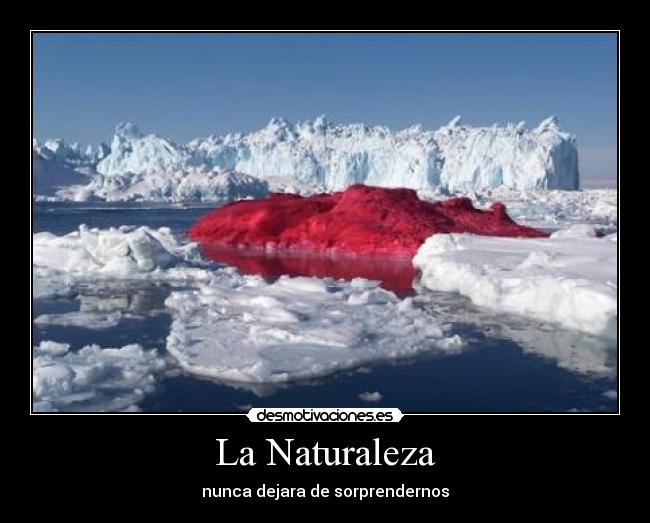 La Naturaleza - nunca dejara de sorprendernos