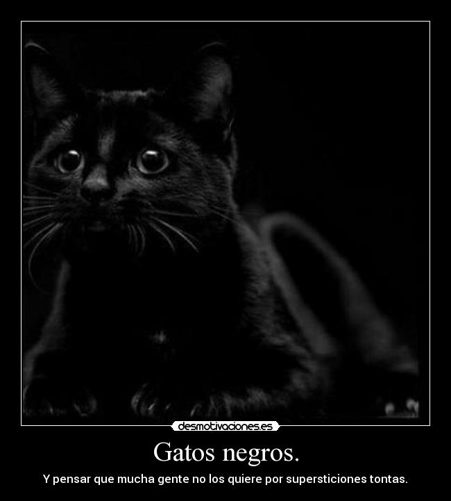 Gatos negros. - Y pensar que mucha gente no los quiere por supersticiones tontas.