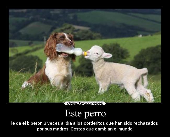 Este perro - 