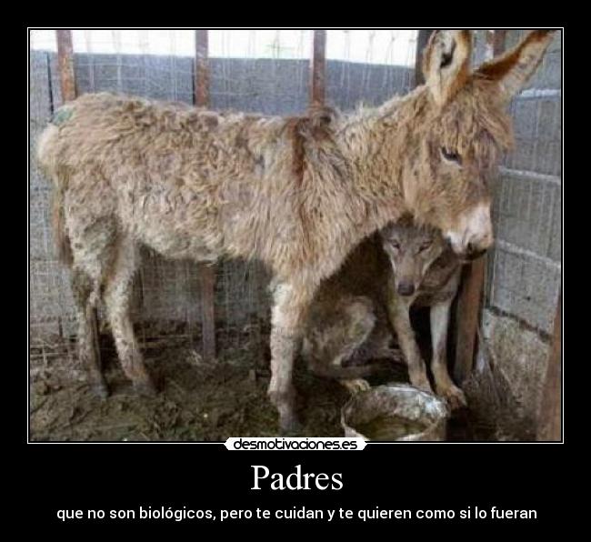 carteles padres animales desmotivaciones