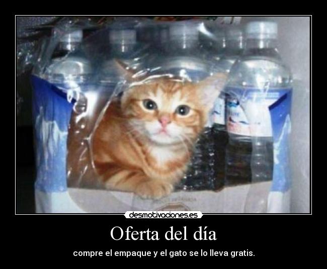 Oferta del día - compre el empaque y el gato se lo lleva gratis.