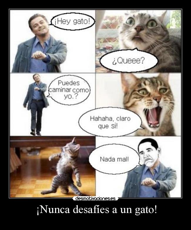¡Nunca desafíes a un gato! -