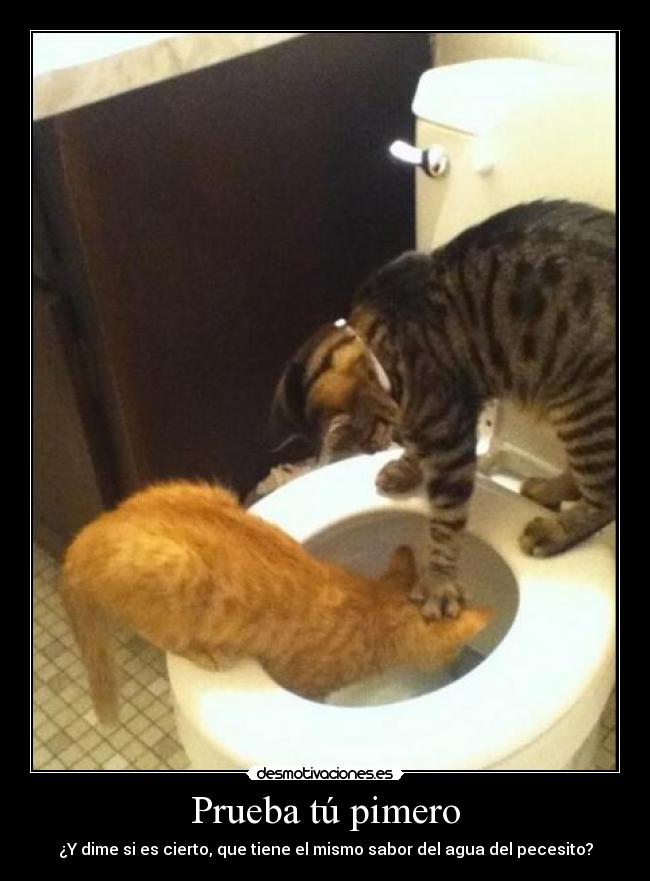 Prueba tú pimero - ¿Y dime si es cierto, que tiene el mismo sabor del agua del pecesito?