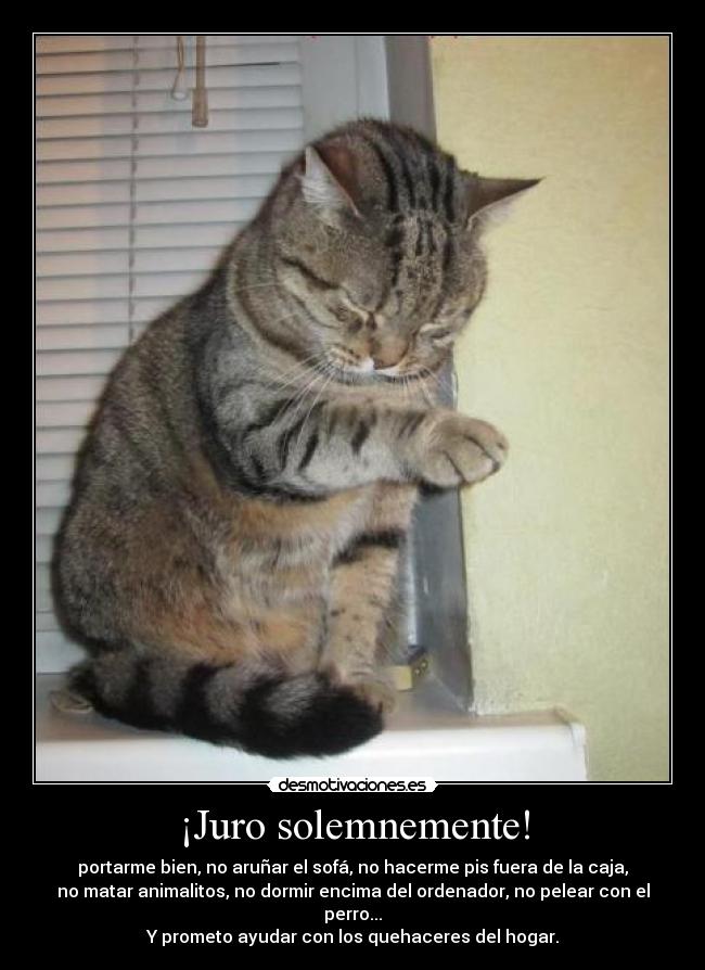 ¡Juro solemnemente! - portarme bien, no aruñar el sofá, no hacerme pis fuera de la caja,
no matar animalitos, no dormir encima del ordenador, no pelear con el
perro...
Y prometo ayudar con los quehaceres del hogar.