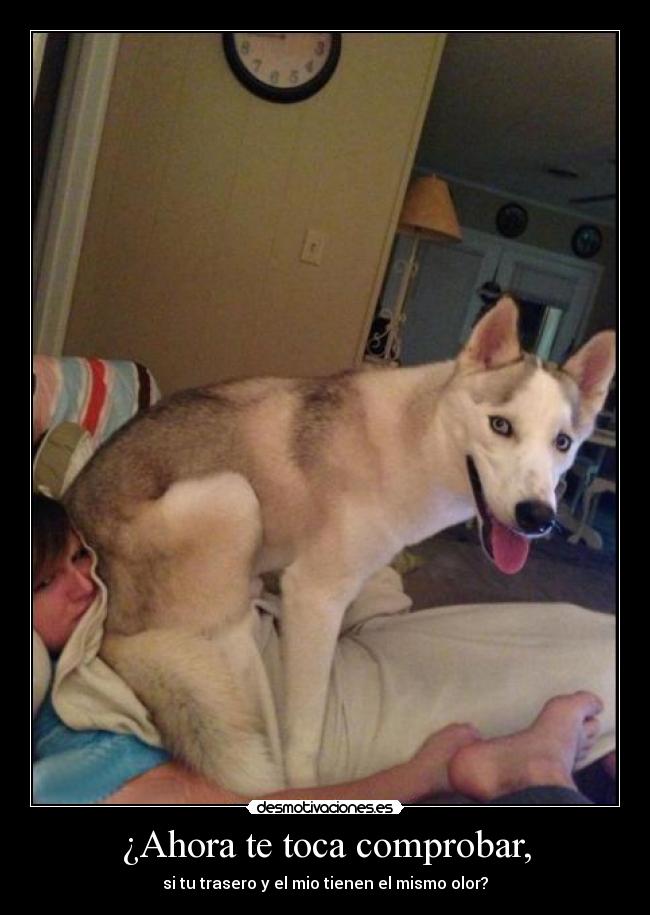 ¿Ahora te toca comprobar, - si tu trasero y el mio tienen el mismo olor?