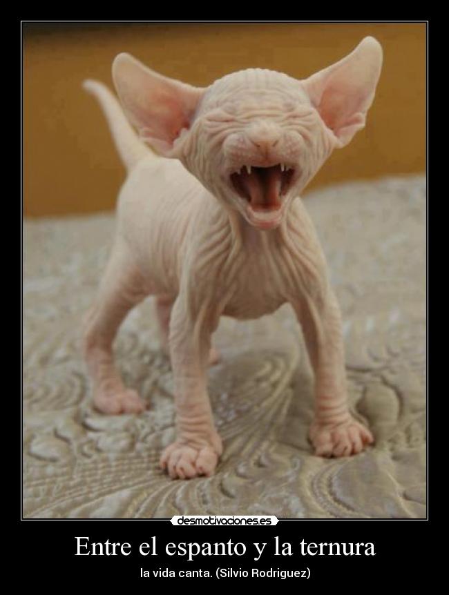 Entre el espanto y la ternura -
