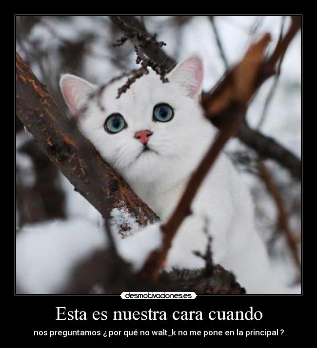 Esta es nuestra cara cuando - nos preguntamos ¿ por qué no walt_k no me pone en la principal ?