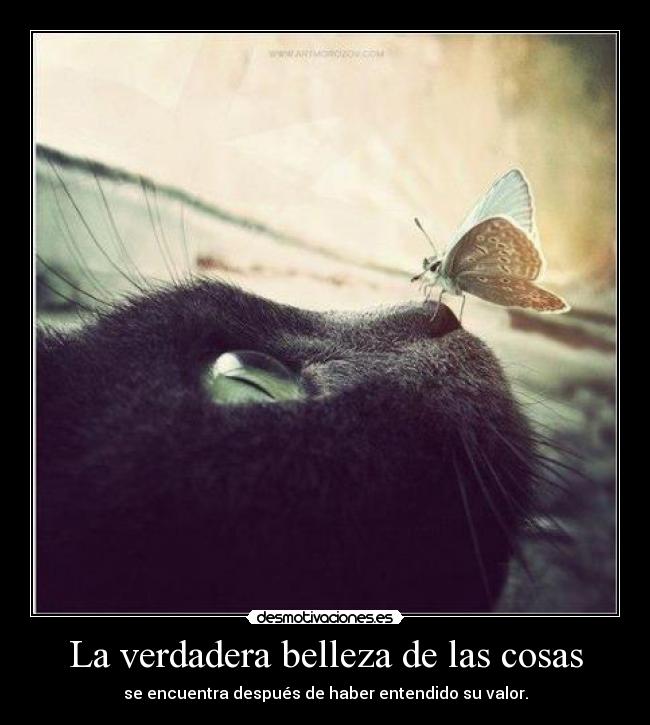 La verdadera belleza de las cosas - se encuentra después de haber entendido su valor.