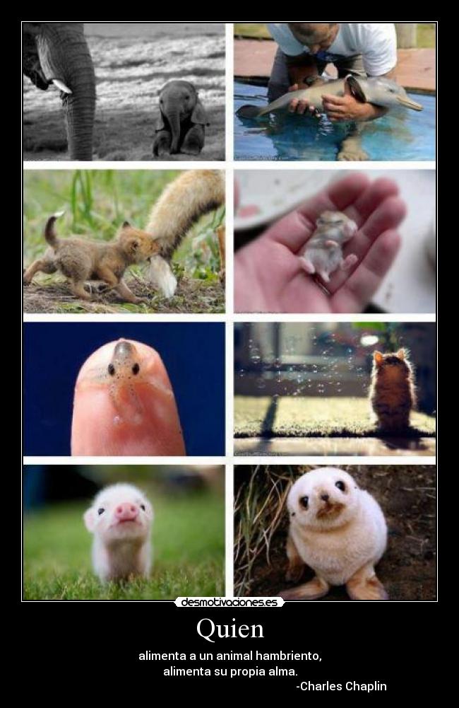 Quien - alimenta a un animal hambriento,
alimenta su propia alma.
-Charles Chaplin
