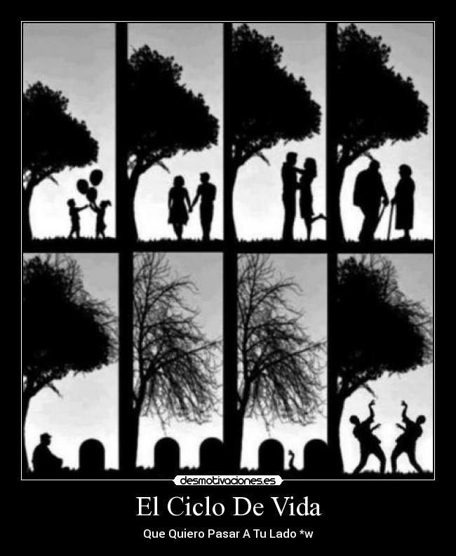 El Ciclo De Vida -