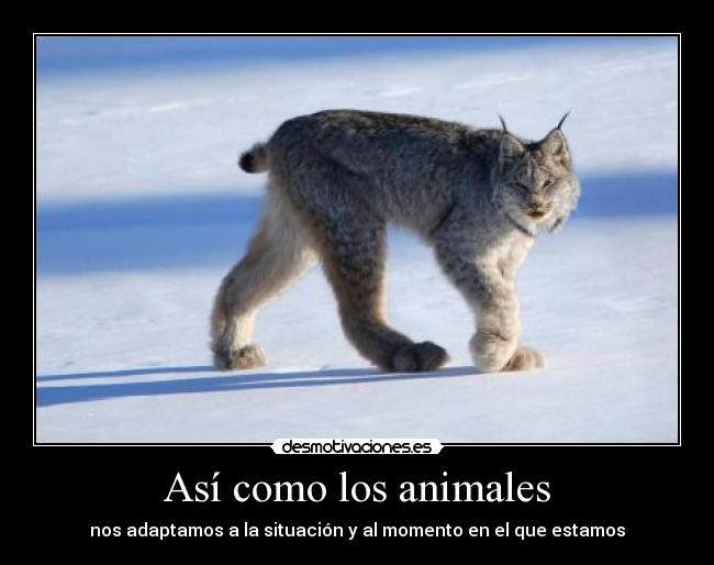 Así como los animales - nos adaptamos a la situación y al momento en el que estamos