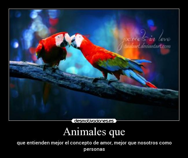 Animales que - que entienden mejor el concepto de amor, mejor que nosotros como personas