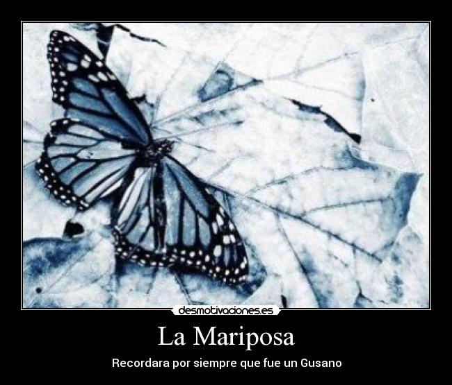 carteles mariposa desmotivaciones