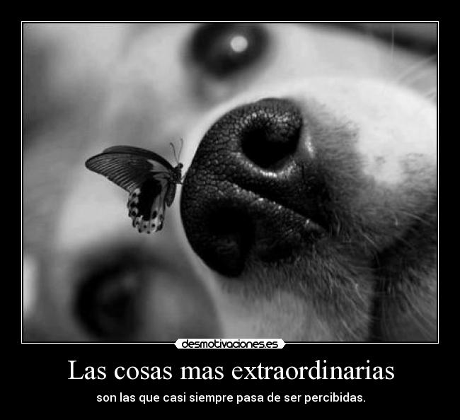 Las cosas mas extraordinarias -