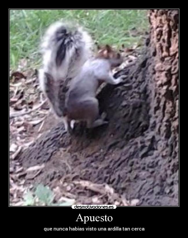 carteles ardillasj desmotivaciones