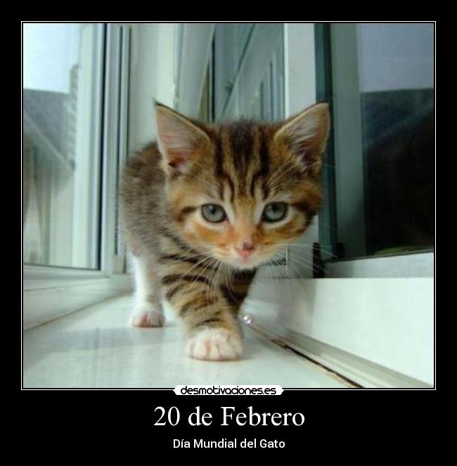 20 de Febrero - Día Mundial del Gato