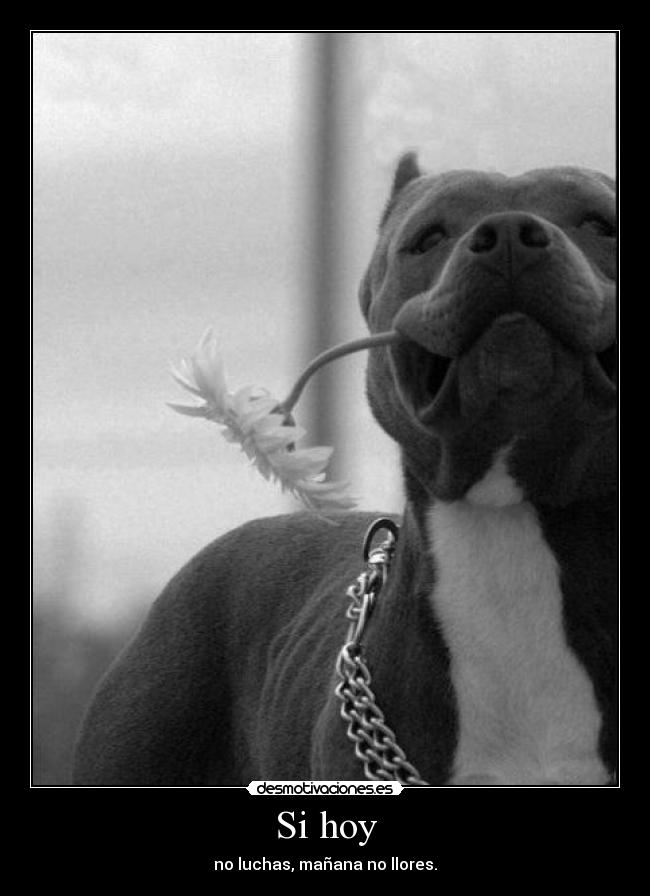 Si hoy - no luchas, mañana no llores.