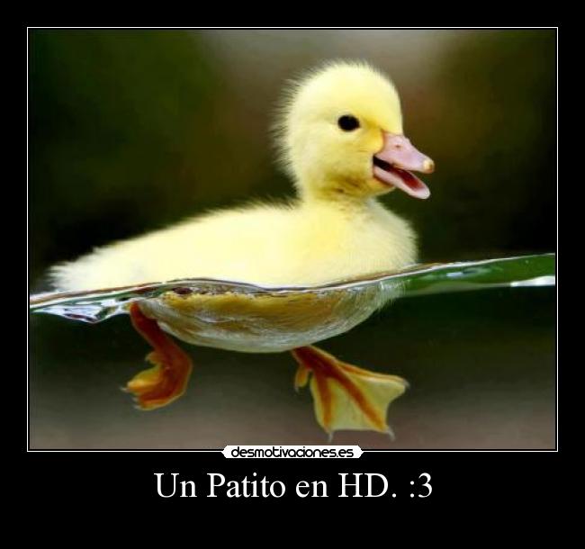 Un Patito en HD. :3 -